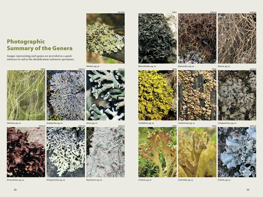 Lichens - Image 2