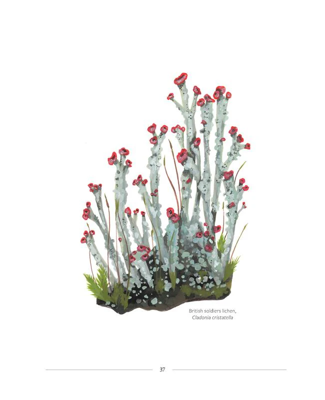 Mushrooming - Image 11